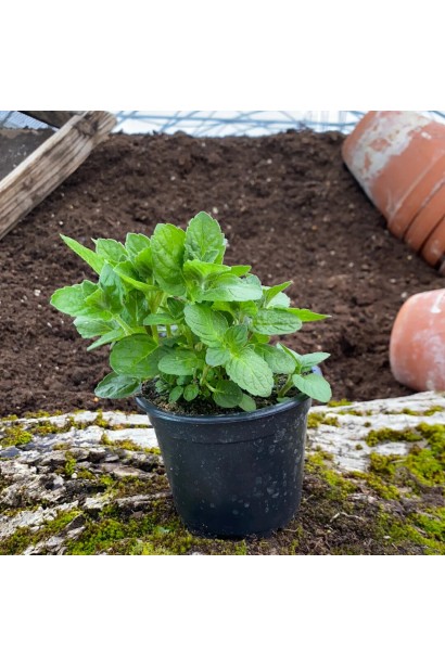 М’ята перцева Грейпфрутова в контейнері